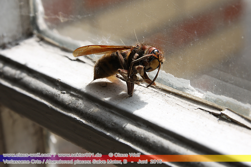 Salve Mater war eine psychiatrische Klinik f�r Frauen im "Groot Park" bei Leuven unweit von Br�ssel. Einst geh�rte das weitl�ufige Anwesen der Familie Spoelberch. Das 1750 errichtete Schloss der Familie ziert noch heute das Zentrum des Parks. Einer der Nachfahren der Familie � Maximilian de Spoelberch, der zwischen 1834 und 1873 B�rgermeister der Stadt Leuven war � hatte eine gro�e Vorliebe f�r Dendrologie. Insofern erweiterte er st�ndig das Anwesen durch Zukauf weiterer Grundst�cke und pflanzte im Park etliche exotische B�ume. Als Maximilian de Spoelberch das Zeitliche segnete hinterlie� er den gesamten Besitz seinen Sohn Charles. Ungl�cklicherweise verstarb dieser 1907 wenige Jahre nachdem er seine Erbschaft antrat, ohne selbst einen Erben zu hinterlassen. Die einzige Erbin, eine entfernte Cousine, schenkte 1915 das Anwesen der Katholischen Universit�t von Leuven. Diese wiederum gab das Geschenk an die "Schwestern der N�chstenliebe" von Gent weiter, die dort eine psychiatrische Klinik errichteten.