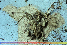 Verlassene Orte, Abandoned places (Salve Mater) 409