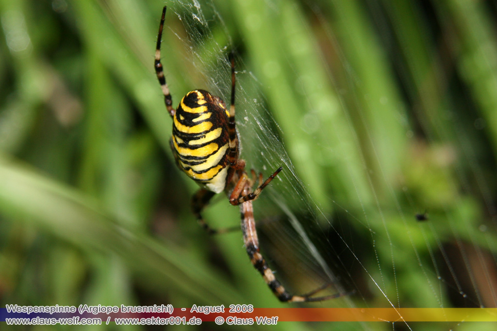 Wespenspinne (Argiope bruennichi) gesehen am Flugplatz Merzbr&uuml;ck