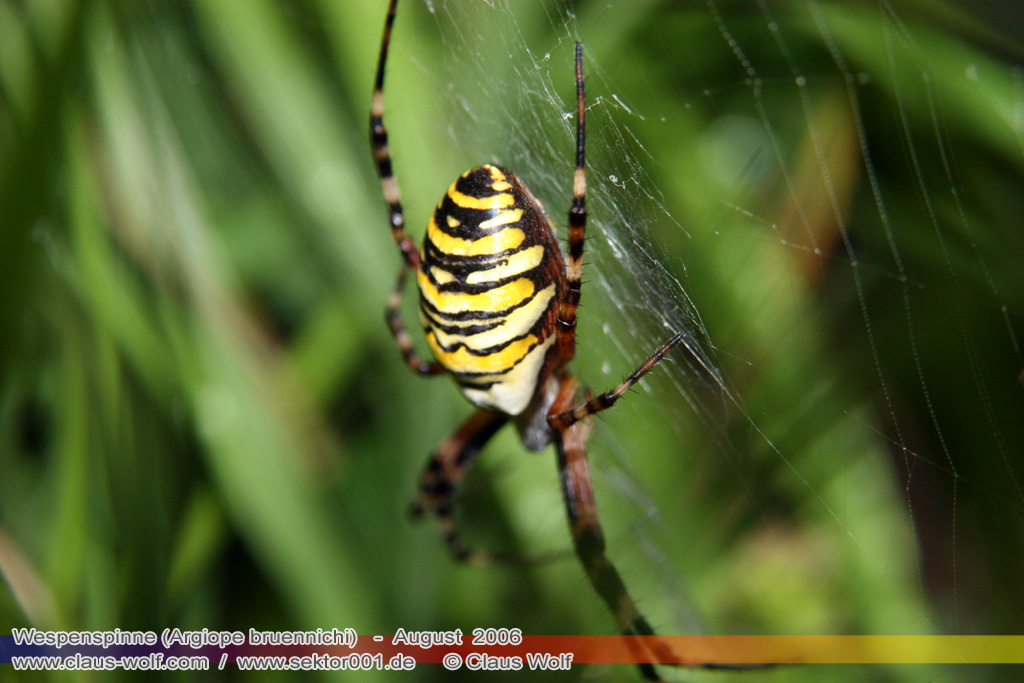 Wespenspinne (Argiope bruennichi) gesehen am Flugplatz Merzbr&uuml;ck