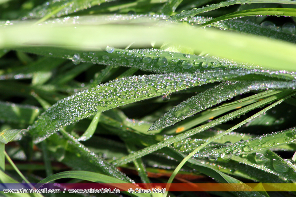 Tautropfen im Gras