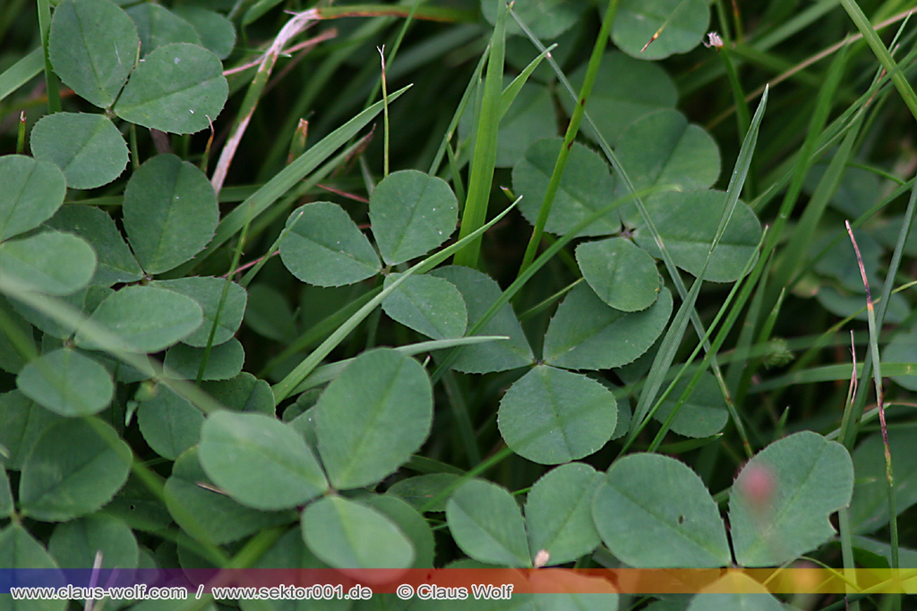 Vierbl&auml;ttriges Kleeblatt