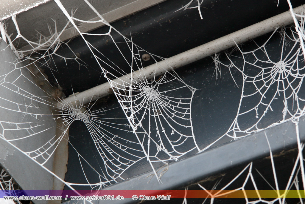 Spinnennetz mit Raureif