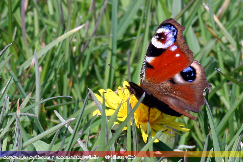 Tagpfauenauge (Inachis io)