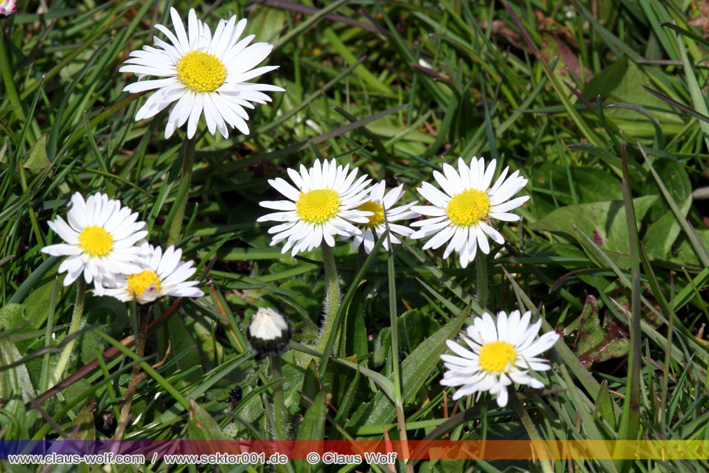 G&auml;nsebl&uuml;mchen (Bellis perennis)
