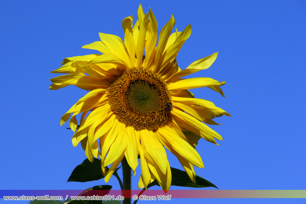 Sonnenblumen (Helianthus annuus)