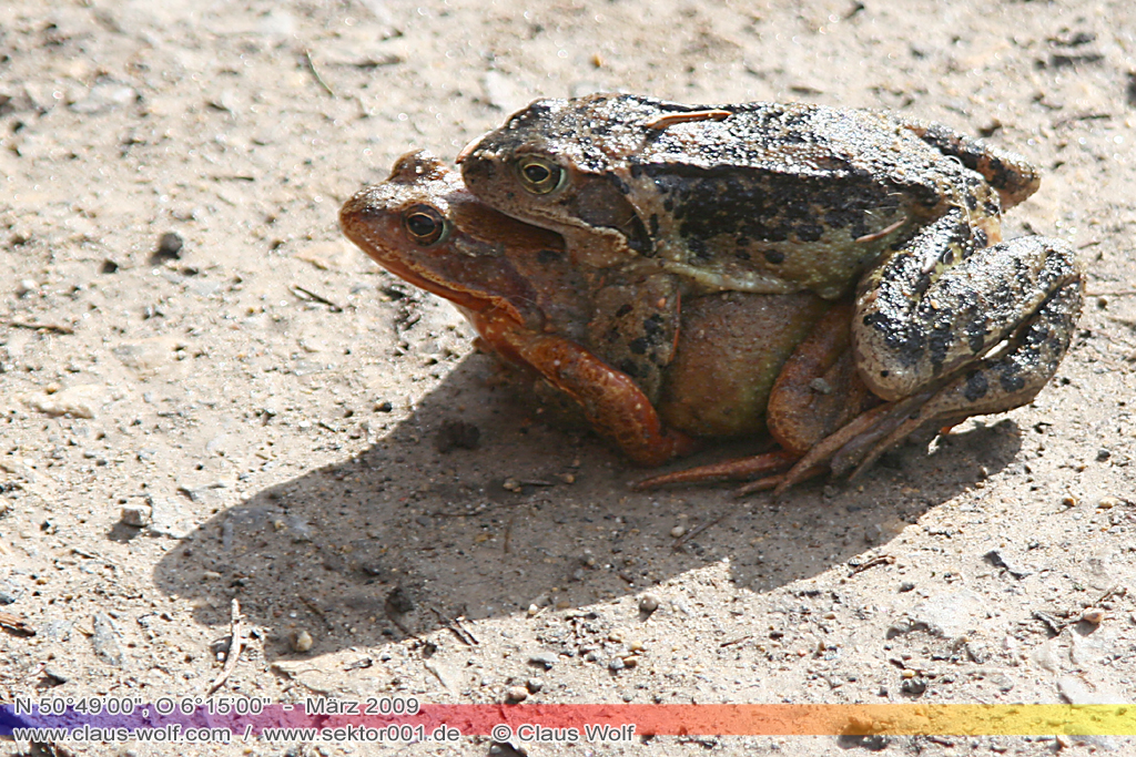 Grasfrosch (Rana temporaria)