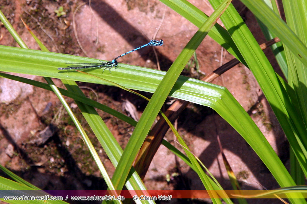 Hufeisen-Azurjungfer (Coenagrion puella)