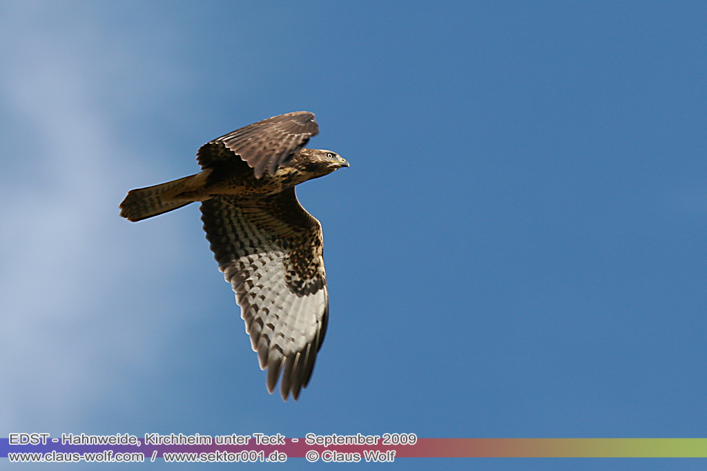 M&auml;usebussard (Buteo buteo)