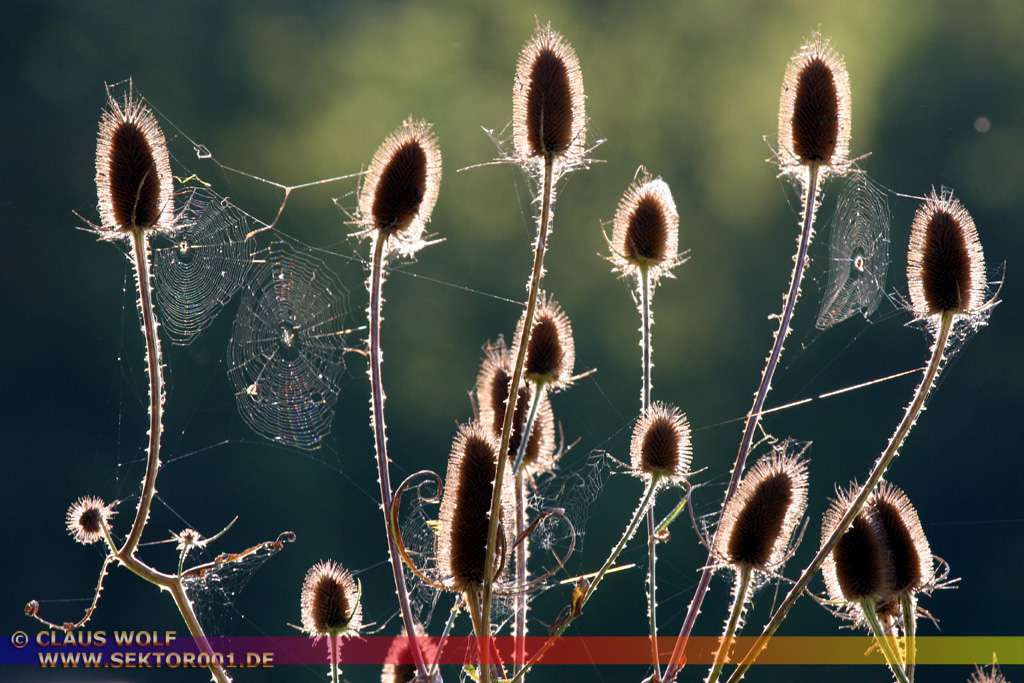 Herbstimpressionen, Disteln & Spinnennetze