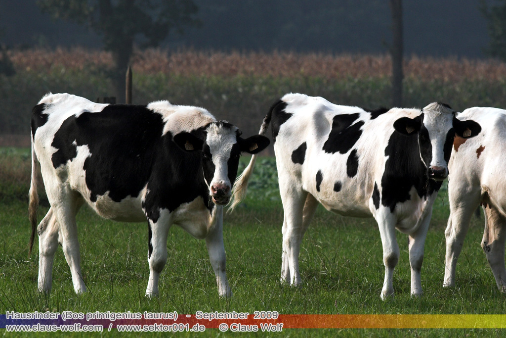 Hausrinder (Bos primigenius taurus)
