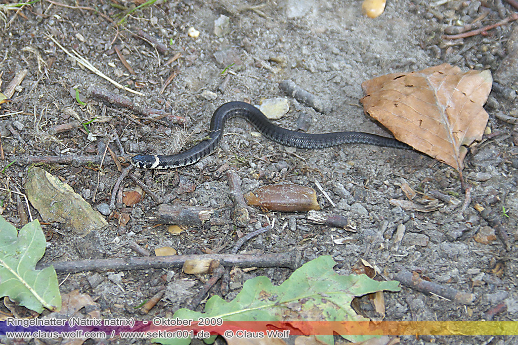 Ringelnatter (Natrix natrix)