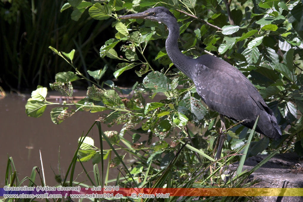 Graureiher (Ardea cinerea)
