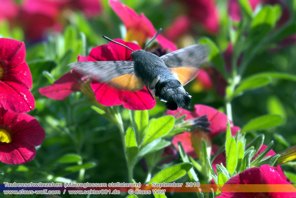 Taubenschw&auml;nzchen oder Kolibrischw&auml;rmer (Macroglossum stellatarum)