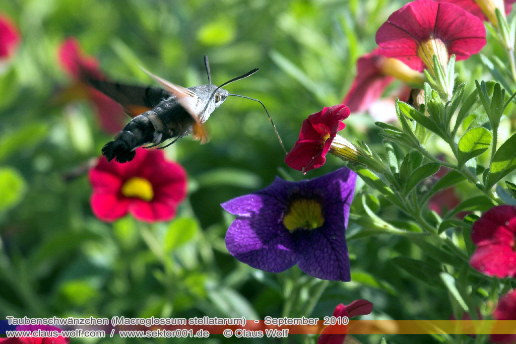 Taubenschw&auml;nzchen oder Kolibrischw&auml;rmer (Macroglossum stellatarum)