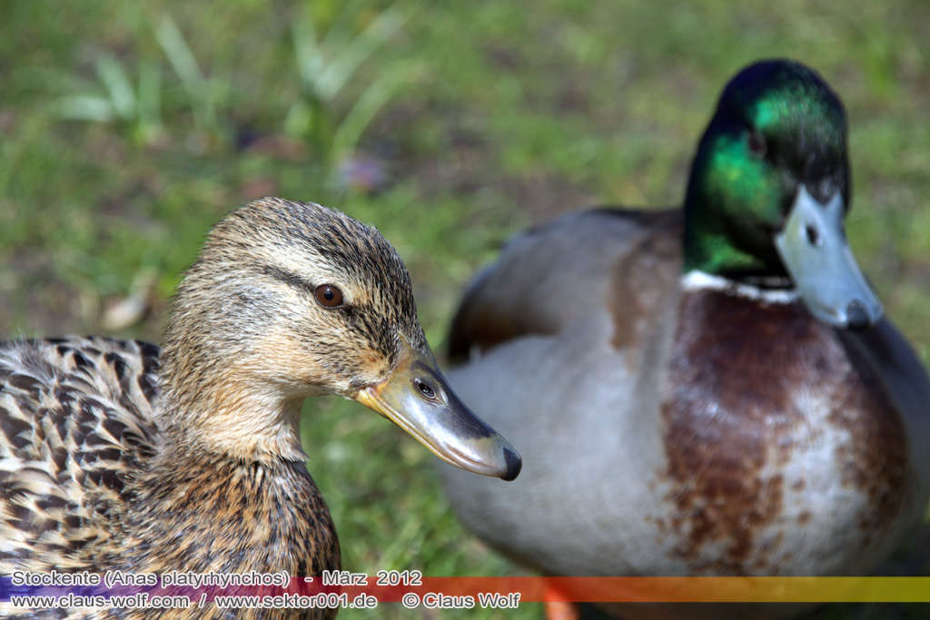Stockente (Anas platyrhynchos)
