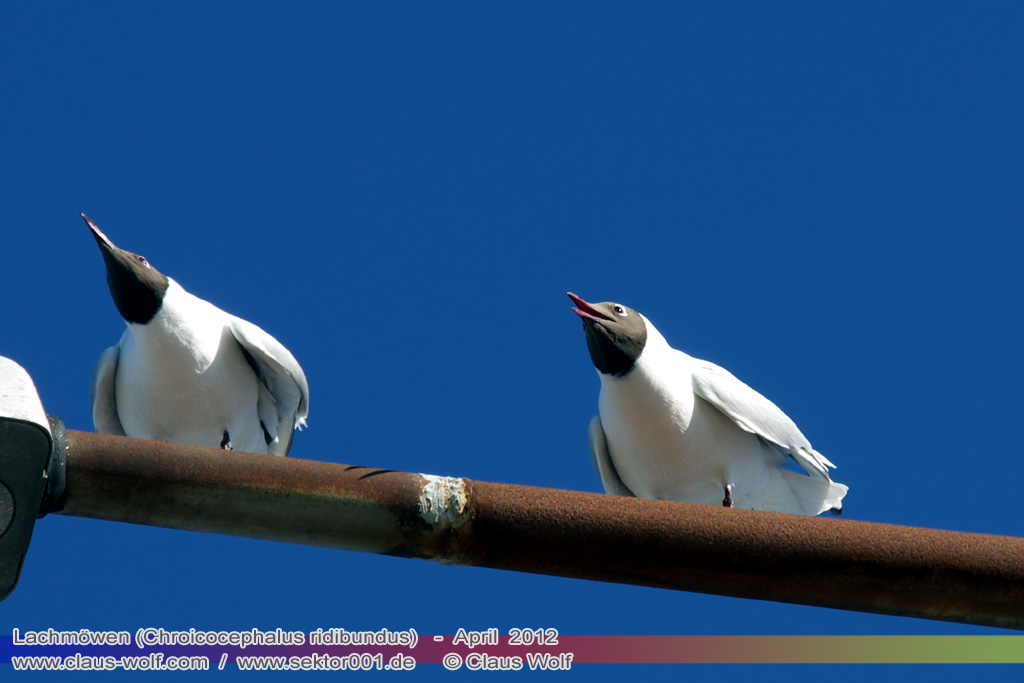 Lachm&ouml;wen (Chroicocephalus ridibundus)