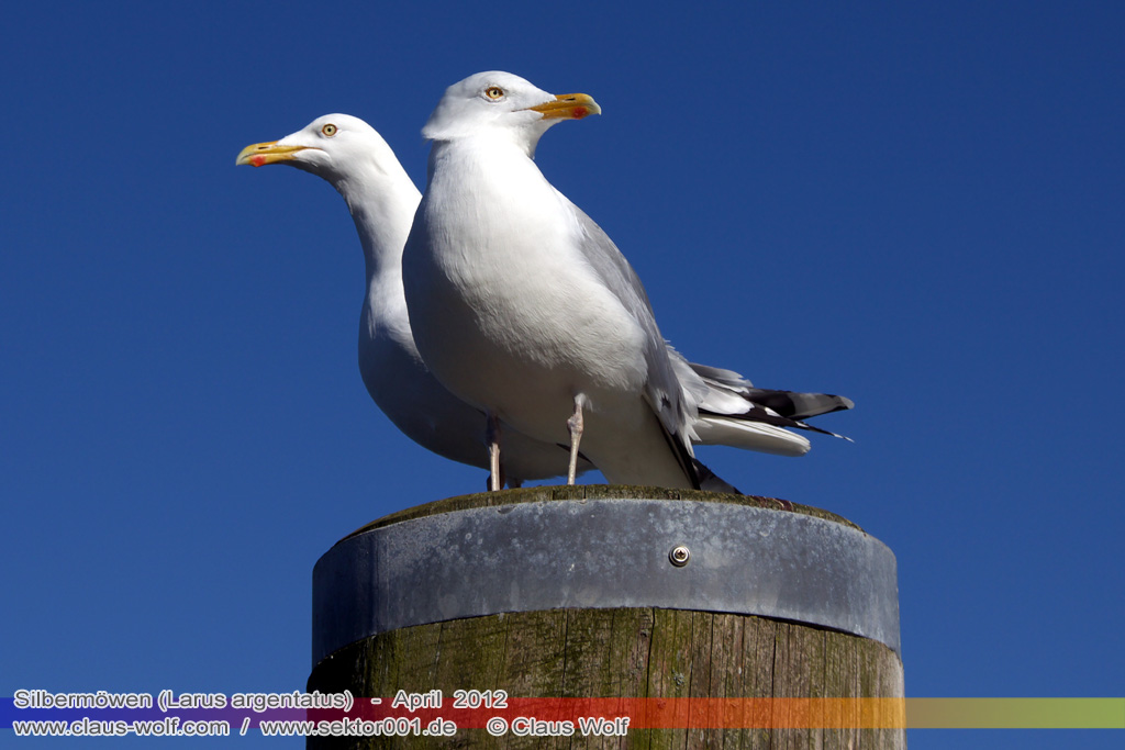 Silberm&ouml;we (Larus argentatus)