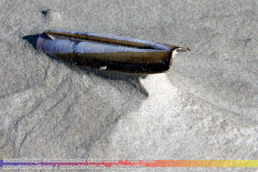 Schwertf&ouml;rmige Scheidenmuschel (Ensis ensis) auch Gebogene Schwertmuschel genannt
