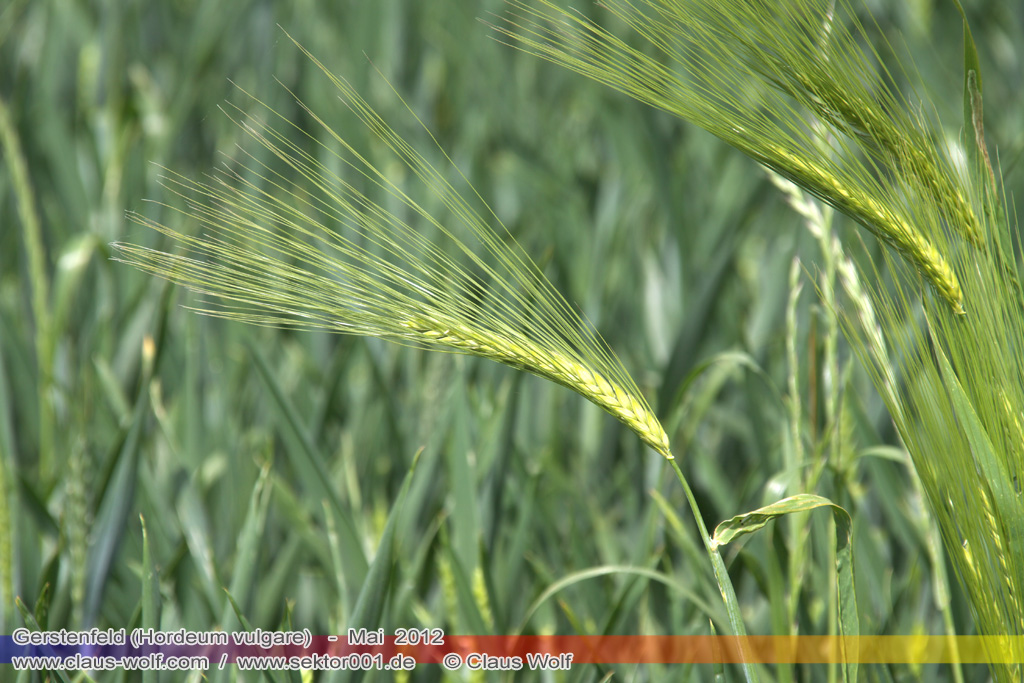 Gerstenfeld (Hordeum vulgare)
