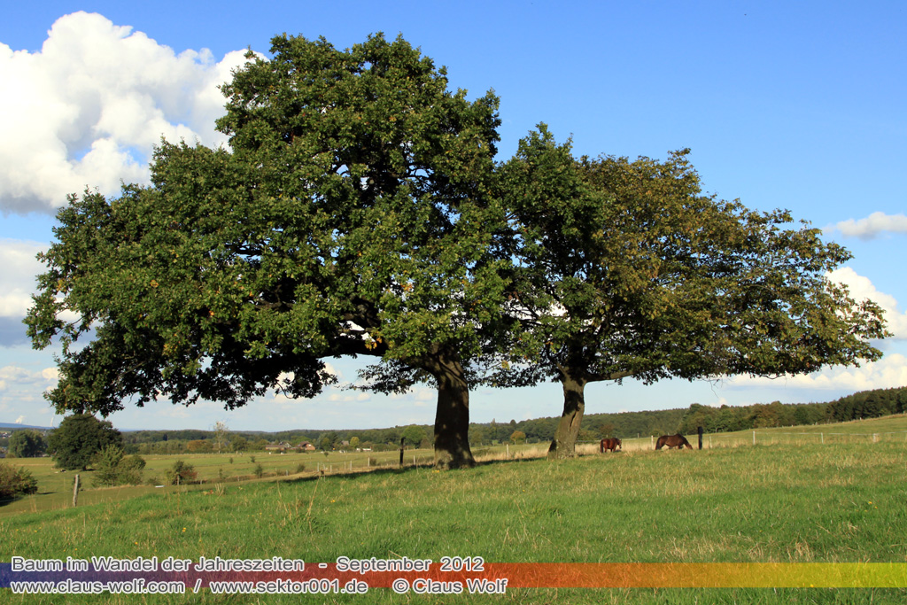 Baum im Wandel der Jahreszeiten