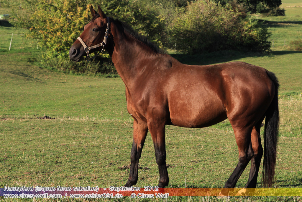 Hauspferd (Equus ferus caballus)