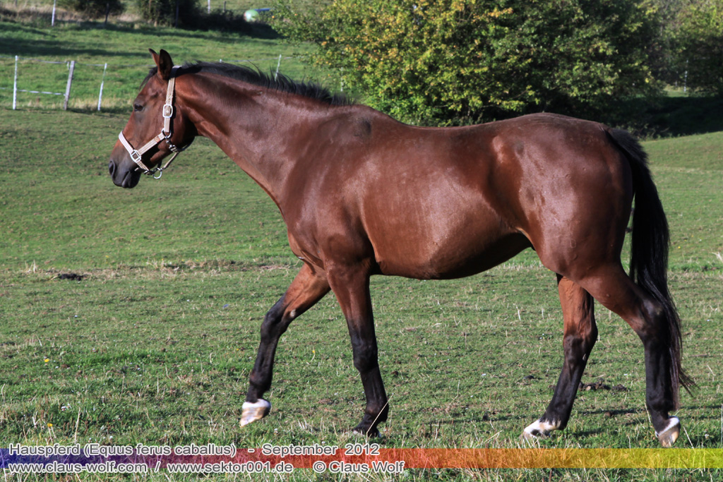 Hauspferd (Equus ferus caballus)