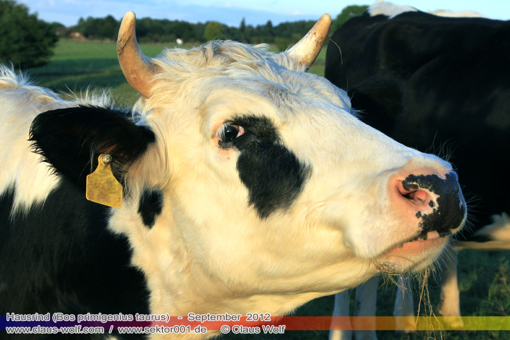 Hausrind (Bos primigenius taurus)
