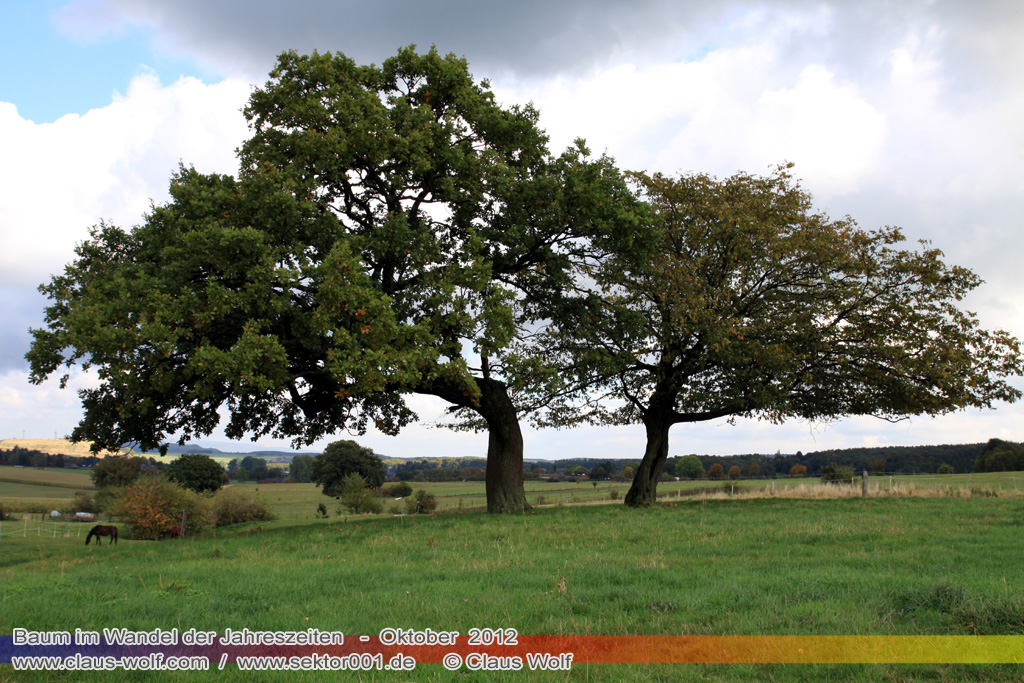 Baum im Wandel der Jahreszeiten