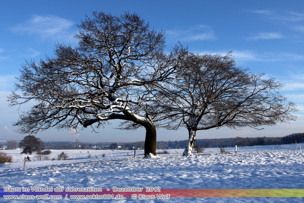 Baum im Wandel der Jahreszeiten