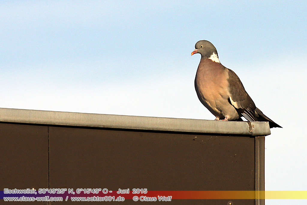 Ringeltaube (Columba palumbus), Die Ringeltaube (Columba palumbus) ist eine Vogelart aus der Familie der Tauben (Columbidae). Sie ist die gr&ouml;&szlig;te Taubenart Mitteleuropas und hier durch die wei&szlig;en Fl&uuml;gelb&auml;nder und den wei&szlig;en Halsstreifen kaum zu verwechseln. Sie besiedelt weite Teile von Nordafrika, Portugal und Irland nach Osten bis Westsibirien und Kaschmir. Ringeltauben bewohnen bewaldete Landschaften aller Art, aber auch Alleen, Parks und Friedh&ouml;fe, heute auch bis in die Zentren der St&auml;dte. Die Ern&auml;hrung erfolgt wie bei den meisten Arten der Familie fast ausschlie&szlig;lich pflanzlich. Die Ringeltaube ist je nach geografischer Verbreitung Standvogel, Teilzieher oder &uuml;berwiegend Kurzstreckenzieher und verbringt den Winter vor allem in West- und S&uuml;dwesteuropa. Die Art ist trotz der starken Bejagung in vielen L&auml;ndern ein h&auml;ufiger Brutvogel und in Europa nicht gef&auml;hrdet.
