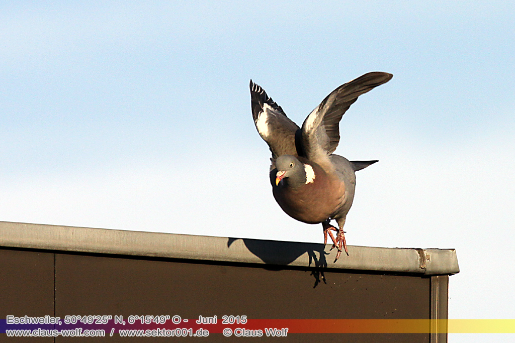 Ringeltaube (Columba palumbus), Die Ringeltaube (Columba palumbus) ist eine Vogelart aus der Familie der Tauben (Columbidae). Sie ist die gr&ouml;&szlig;te Taubenart Mitteleuropas und hier durch die wei&szlig;en Fl&uuml;gelb&auml;nder und den wei&szlig;en Halsstreifen kaum zu verwechseln. Sie besiedelt weite Teile von Nordafrika, Portugal und Irland nach Osten bis Westsibirien und Kaschmir. Ringeltauben bewohnen bewaldete Landschaften aller Art, aber auch Alleen, Parks und Friedh&ouml;fe, heute auch bis in die Zentren der St&auml;dte. Die Ern&auml;hrung erfolgt wie bei den meisten Arten der Familie fast ausschlie&szlig;lich pflanzlich. Die Ringeltaube ist je nach geografischer Verbreitung Standvogel, Teilzieher oder &uuml;berwiegend Kurzstreckenzieher und verbringt den Winter vor allem in West- und S&uuml;dwesteuropa. Die Art ist trotz der starken Bejagung in vielen L&auml;ndern ein h&auml;ufiger Brutvogel und in Europa nicht gef&auml;hrdet.