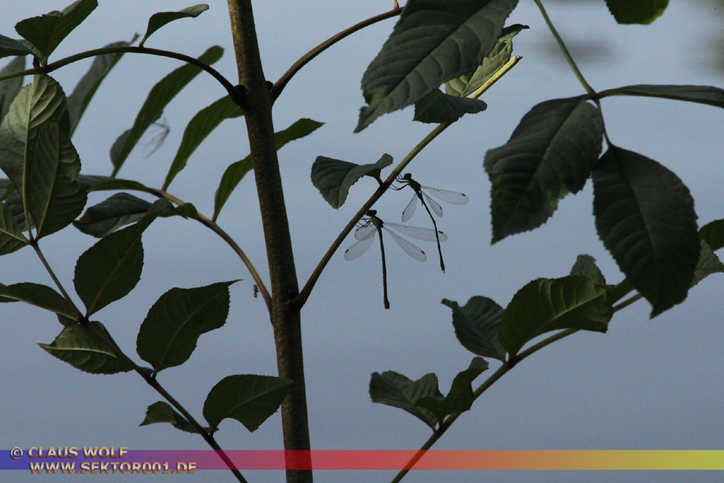 Kleinlibellen, evtl. Teichjungfern