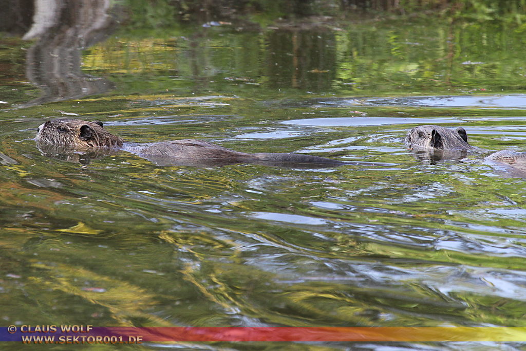 Die Nutria (Myocastor coypus), auch Biberratte oder seltener Sumpfbiber, Schweifbiber, Schweifratte, Coypu oder Wasserratte genannt, ist eine aus S&uuml;damerika stammende und in Mitteleuropa eingeb&uuml;rgerte Nagetierart.