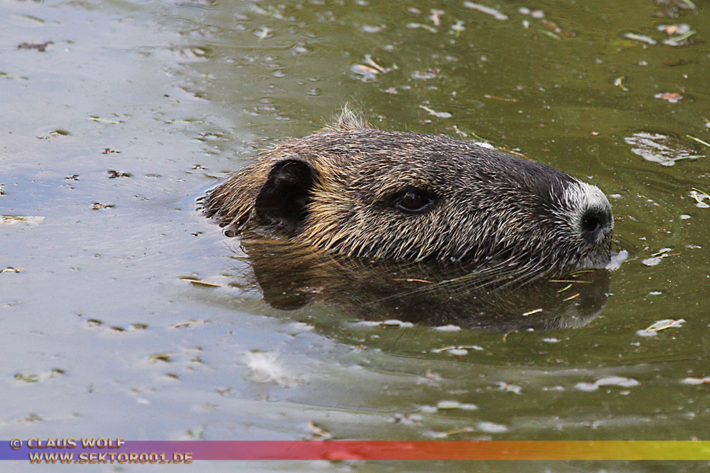 Die Nutria (Myocastor coypus), auch Biberratte oder seltener Sumpfbiber, Schweifbiber, Schweifratte, Coypu oder Wasserratte genannt, ist eine aus S&uuml;damerika stammende und in Mitteleuropa eingeb&uuml;rgerte Nagetierart.