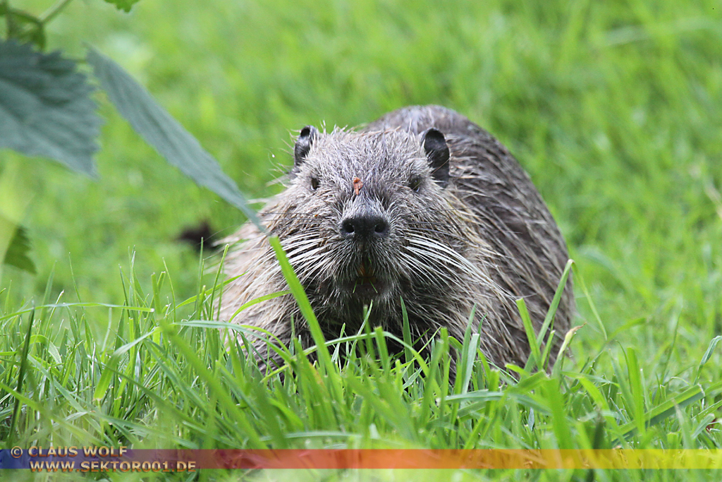 Die Nutria (Myocastor coypus), auch Biberratte oder seltener Sumpfbiber, Schweifbiber, Schweifratte, Coypu oder Wasserratte genannt, ist eine aus S&uuml;damerika stammende und in Mitteleuropa eingeb&uuml;rgerte Nagetierart.