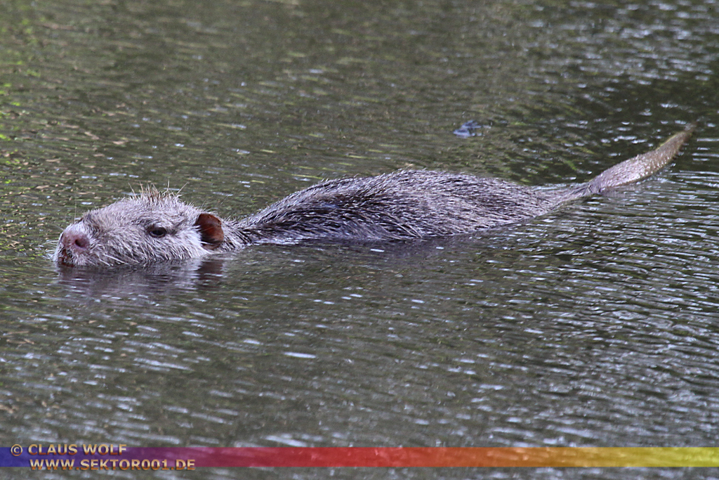 Die Nutria (Myocastor coypus), auch Biberratte oder seltener Sumpfbiber, Schweifbiber, Schweifratte, Coypu oder Wasserratte genannt, ist eine aus S&uuml;damerika stammende und in Mitteleuropa eingeb&uuml;rgerte Nagetierart.