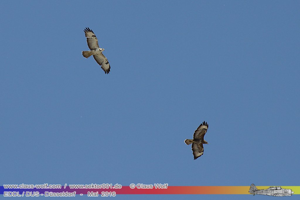 M&auml;usebussard (Buteo buteo), 