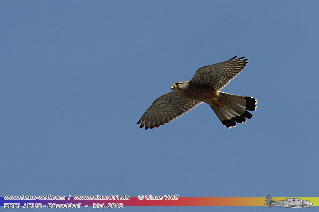 Turmfalke (Falco tinnunculus), 