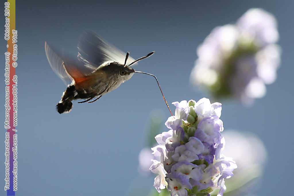 Taubenschw&auml;nzchen oder Kolibrischw&auml;rmer (Macroglossum stellatarum) an Lavendel am heimischen Balkon