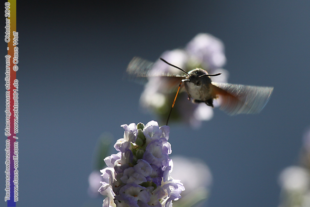Taubenschw&auml;nzchen oder Kolibrischw&auml;rmer (Macroglossum stellatarum) an Lavendel am heimischen Balkon