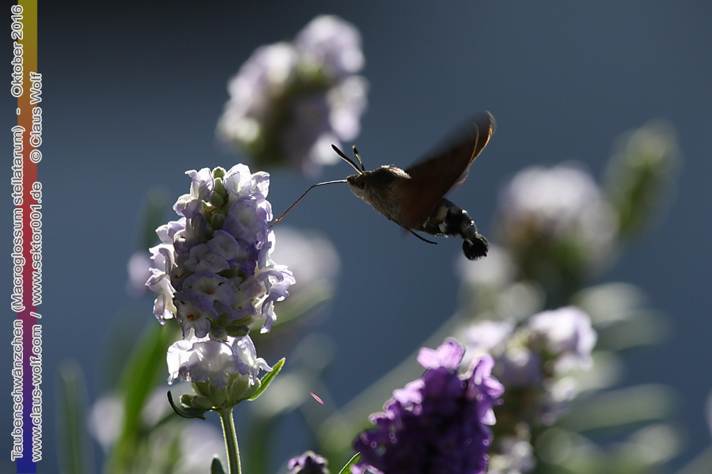 Taubenschw&auml;nzchen oder Kolibrischw&auml;rmer (Macroglossum stellatarum) an Lavendel am heimischen Balkon