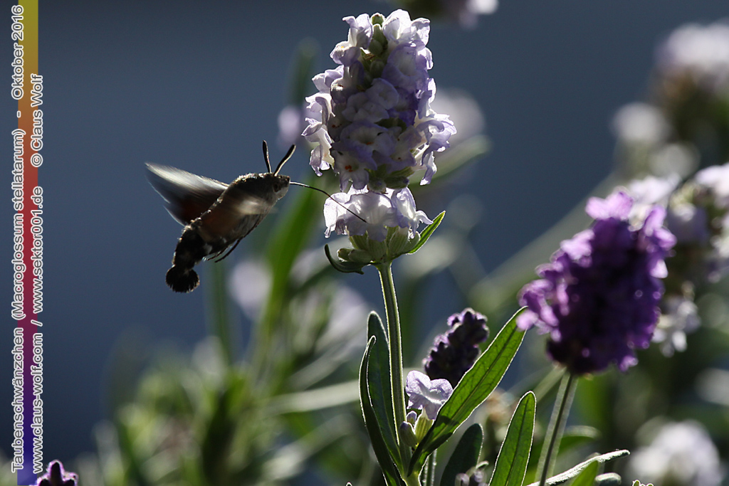 Taubenschw&auml;nzchen oder Kolibrischw&auml;rmer (Macroglossum stellatarum) an Lavendel am heimischen Balkon