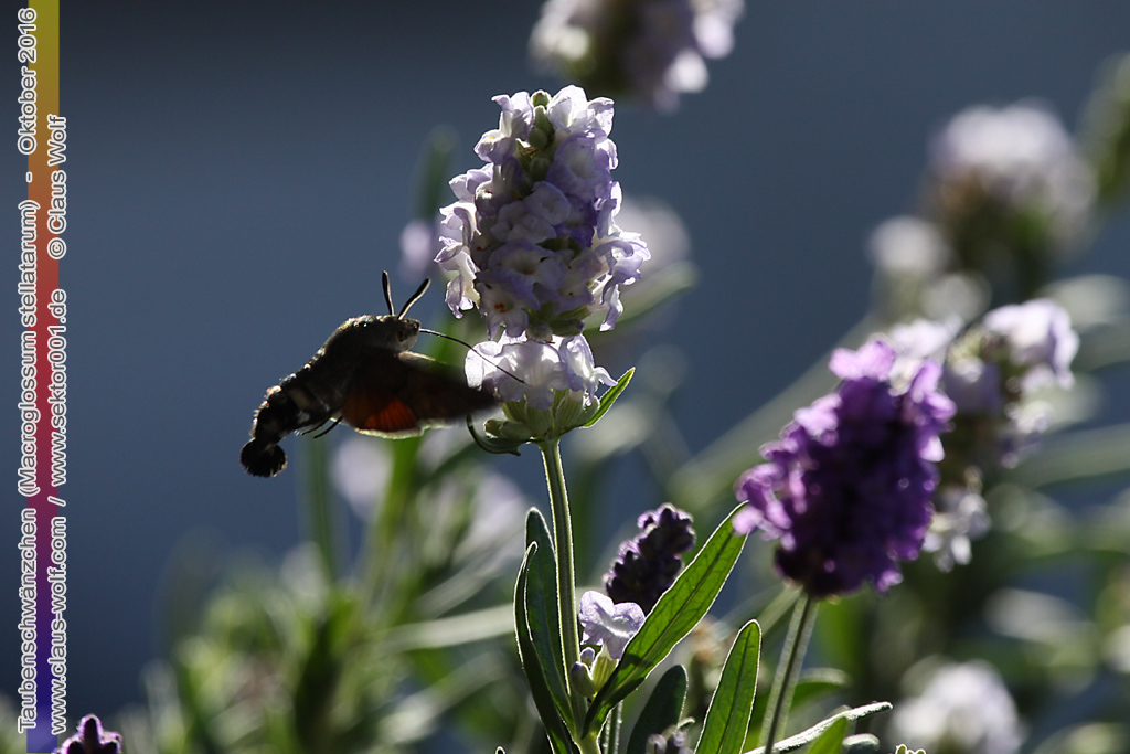 Taubenschw&auml;nzchen oder Kolibrischw&auml;rmer (Macroglossum stellatarum) an Lavendel am heimischen Balkon