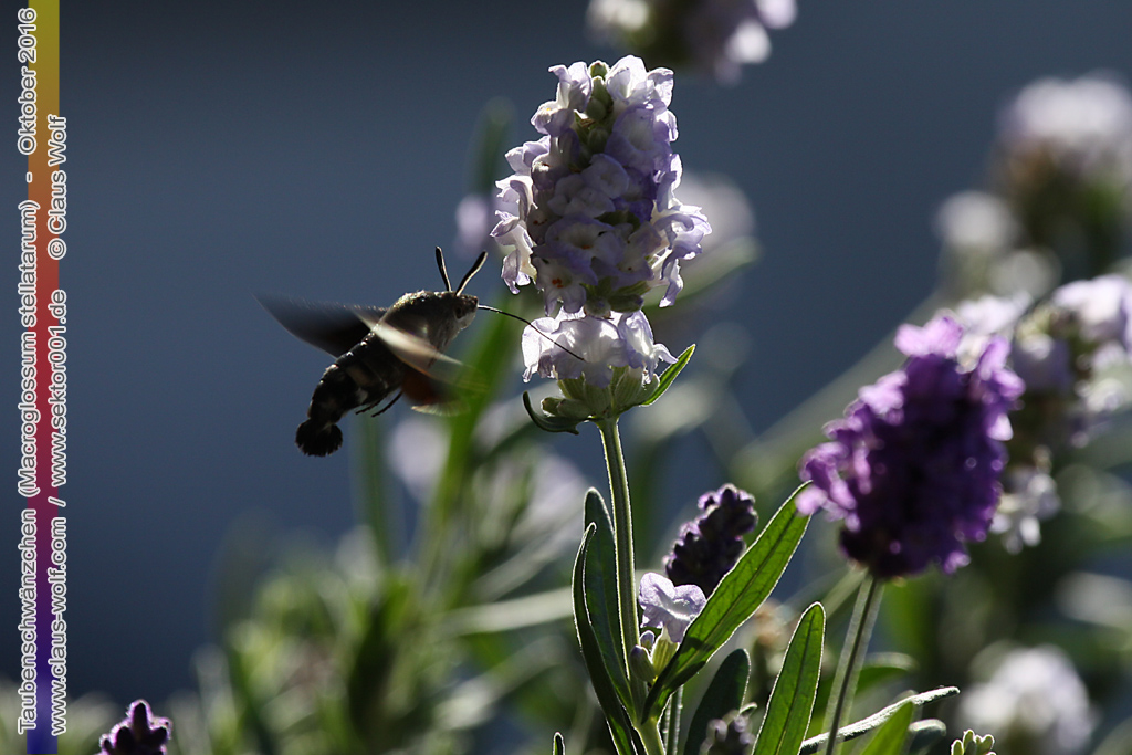 Taubenschw&auml;nzchen oder Kolibrischw&auml;rmer (Macroglossum stellatarum) an Lavendel am heimischen Balkon