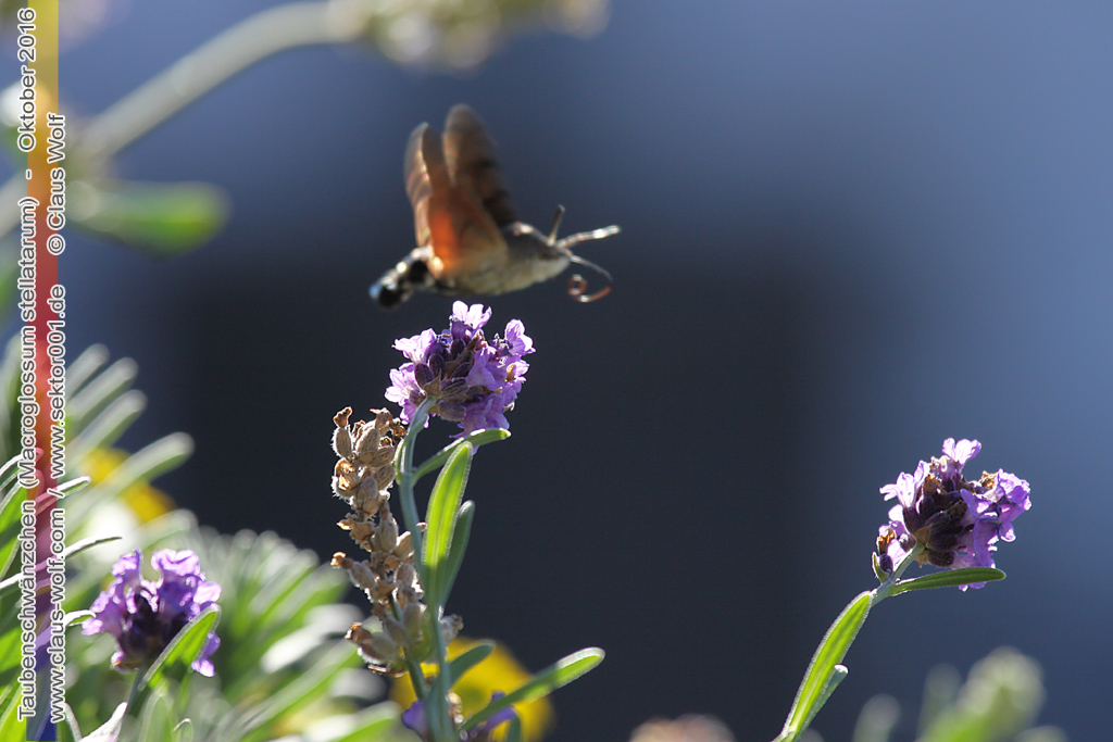 Taubenschw&auml;nzchen oder Kolibrischw&auml;rmer (Macroglossum stellatarum) an Lavendel am heimischen Balkon