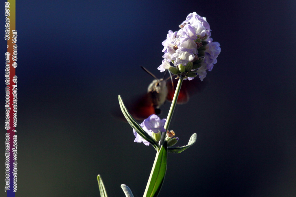 Taubenschw&auml;nzchen oder Kolibrischw&auml;rmer (Macroglossum stellatarum) an Lavendel am heimischen Balkon