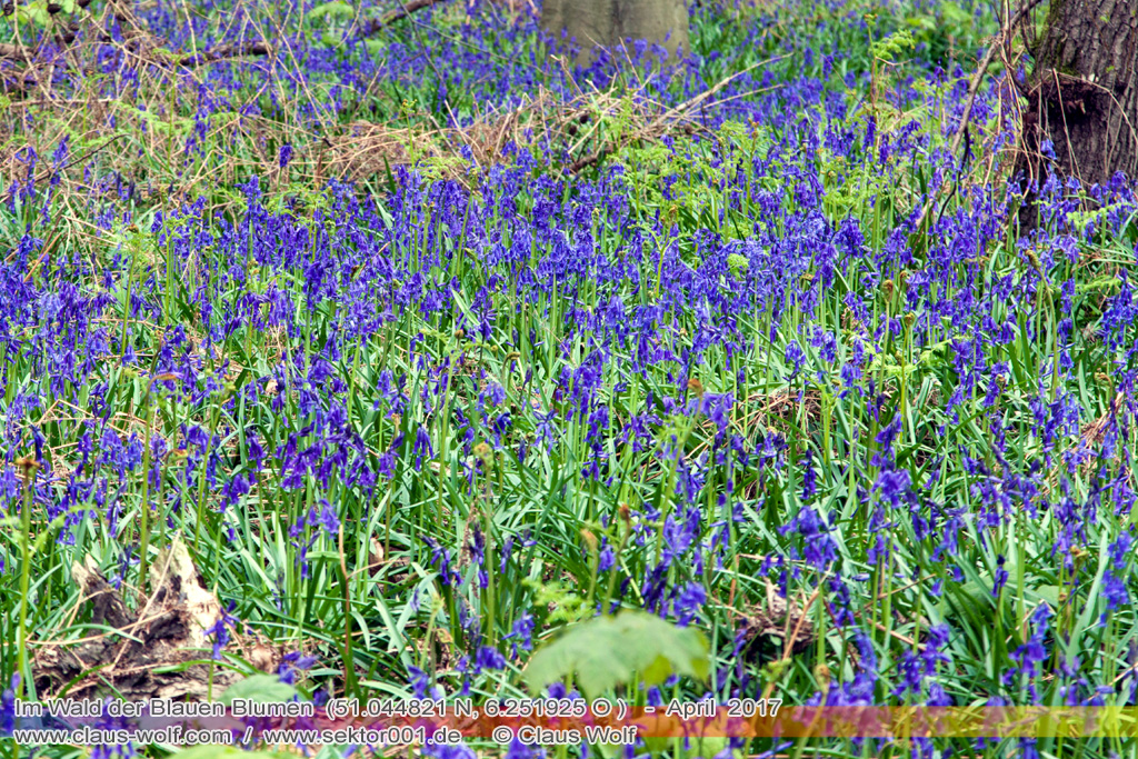 Hasengl&ouml;ckchen / Waldhyacinthe (Hyacinthoides non-scripta), Im Wald der blauen Blumen bei H&uuml;ckelhoven/Baal