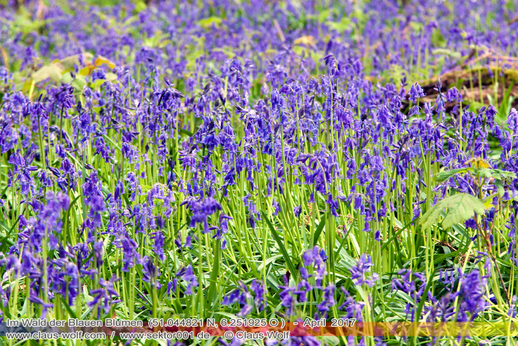 Hasengl&ouml;ckchen / Waldhyacinthe (Hyacinthoides non-scripta), Im Wald der blauen Blumen bei H&uuml;ckelhoven/Baal