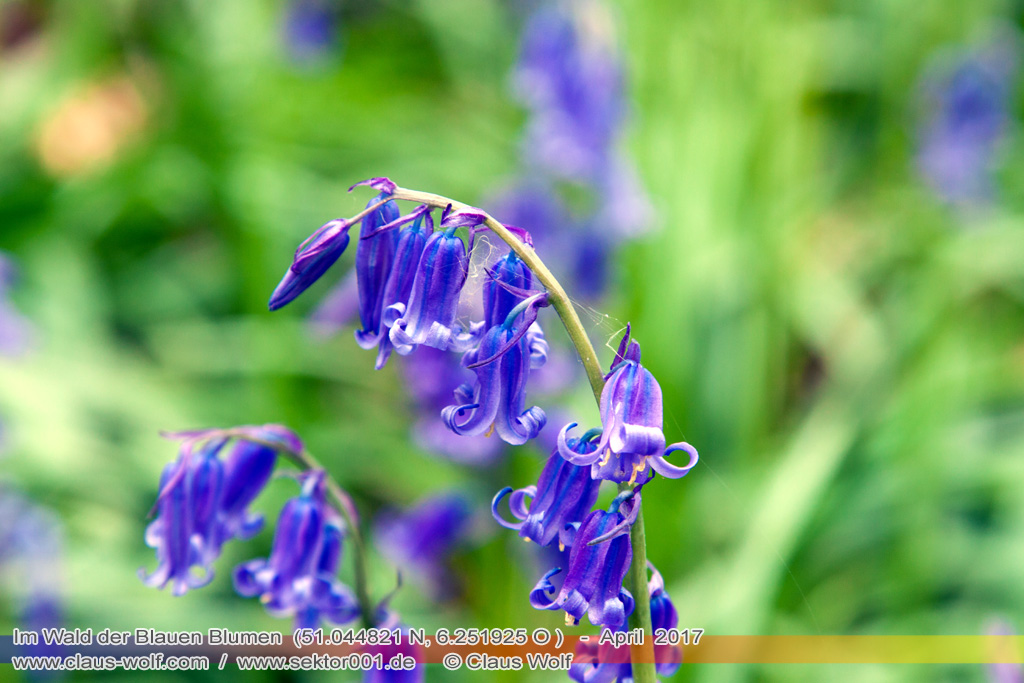 Hasengl&ouml;ckchen / Waldhyacinthe (Hyacinthoides non-scripta), Im Wald der blauen Blumen bei H&uuml;ckelhoven/Baal